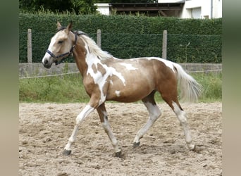 Weitere Warmblüter, Hengst, 1 Jahr, 168 cm, Schecke