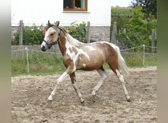 Weitere Warmblüter, Hengst, 1 Jahr, 168 cm, Schecke