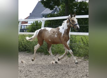 Weitere Warmblüter, Hengst, 1 Jahr, 168 cm, Schecke