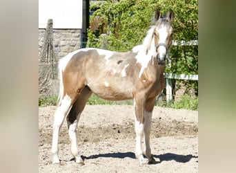 Weitere Warmblüter, Hengst, 1 Jahr, 168 cm, Schecke