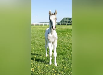 Weitere Warmblüter, Hengst, 1 Jahr, 170 cm, Schecke