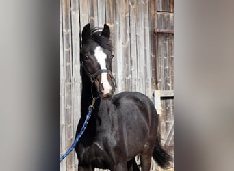 Weitere Warmblüter, Hengst, 1 Jahr, Dunkelbrauner