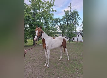 Weitere Warmblüter, Hengst, 1 Jahr, Schecke