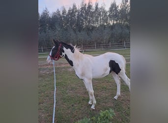 Weitere Warmblüter Mix, Hengst, 1 Jahr, Schecke