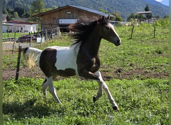 Weitere Warmblüter Mix, Hengst, 2 Jahre, 150 cm, Schecke