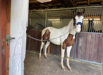Weitere Warmblüter Mix, Hengst, 2 Jahre, 150 cm, Schecke