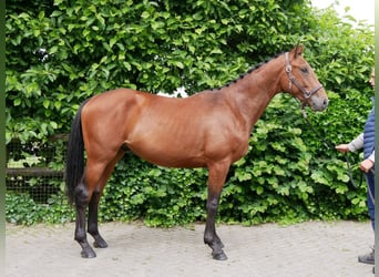 Weitere Warmblüter, Hengst, 2 Jahre, 155 cm