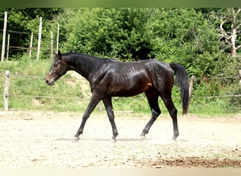 Weitere Warmblüter, Hengst, 2 Jahre, 155 cm, Schwarzbrauner