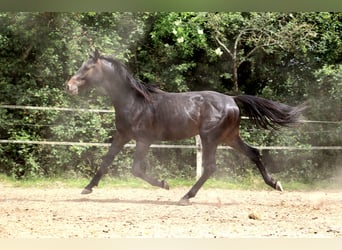 Weitere Warmblüter, Hengst, 2 Jahre, 155 cm, Schwarzbrauner
