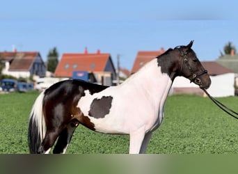 Weitere Warmblüter, Hengst, 2 Jahre, 158 cm, Schecke