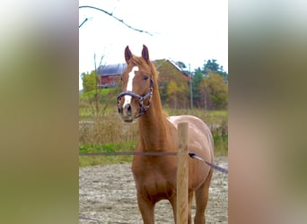 Weitere Warmblüter, Hengst, 2 Jahre, 160 cm, Fuchs