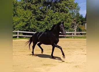 Weitere Warmblüter, Hengst, 2 Jahre, 162 cm, Rappe