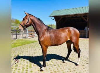Weitere Warmblüter, Hengst, 2 Jahre, 165 cm, Brauner