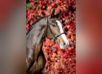 Weitere Warmblüter, Hengst, 2 Jahre, 165 cm, Brauner