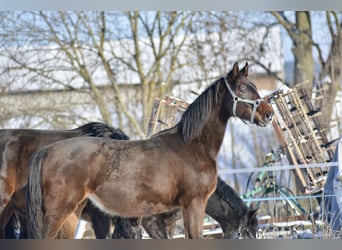 Weitere Warmblüter, Hengst, 2 Jahre, 175 cm, Dunkelbrauner