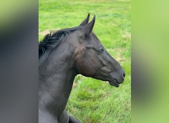 Weitere Warmblüter, Hengst, 3 Jahre, 160 cm, Rappe