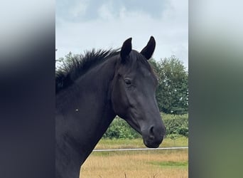 Weitere Warmblüter, Hengst, 3 Jahre, 160 cm, Rappe