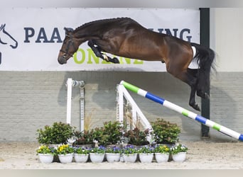 Weitere Warmblüter, Hengst, 3 Jahre, 165 cm, Brauner