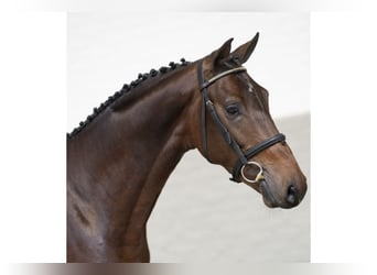 Weitere Warmblüter, Hengst, 3 Jahre, 165 cm, Brauner