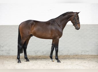 Weitere Warmblüter, Hengst, 3 Jahre, 165 cm, Brauner