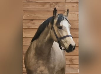 Weitere Warmblüter, Hengst, 3 Jahre, 165 cm, Falbe