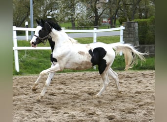 Weitere Warmblüter, Hengst, 3 Jahre, 168 cm, Schecke