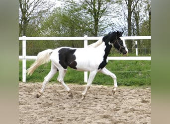 Weitere Warmblüter, Hengst, 3 Jahre, 168 cm, Schecke
