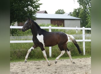 Weitere Warmblüter, Hengst, 3 Jahre, 172 cm, Schecke