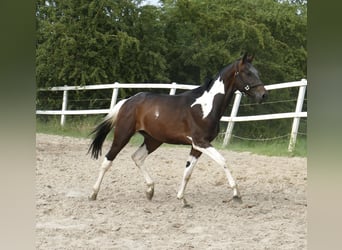 Weitere Warmblüter, Hengst, 3 Jahre, 172 cm, Schecke