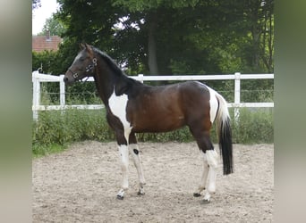 Weitere Warmblüter, Hengst, 3 Jahre, 172 cm, Schecke
