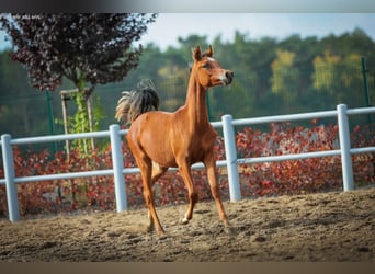 Weitere Warmblüter, Hengst, 4 Jahre, 155 cm, Rotbrauner