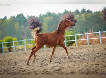 Weitere Warmblüter, Hengst, 4 Jahre, 155 cm, Rotbrauner