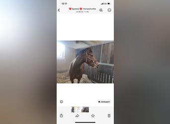 Weitere Warmblüter, Hengst, 4 Jahre, 160 cm, Brauner