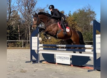 Weitere Warmblüter, Hengst, 4 Jahre, 167 cm, Brauner