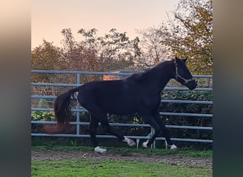 Weitere Warmblüter, Hengst, 5 Jahre, 165 cm, Rappe