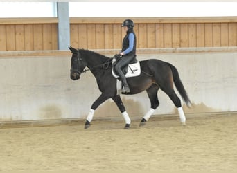 Weitere Warmblüter, Hengst, 5 Jahre, 167 cm