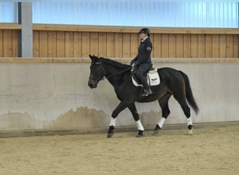 Weitere Warmblüter, Hengst, 5 Jahre, 167 cm, Schwarzbrauner