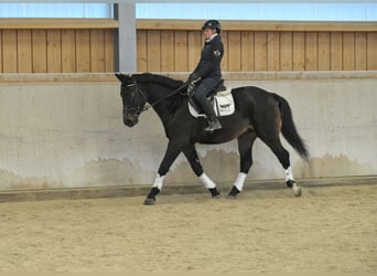 Weitere Warmblüter, Hengst, 5 Jahre, 167 cm, Schwarzbrauner