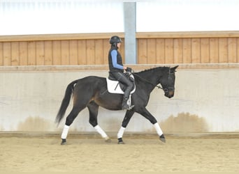 Weitere Warmblüter, Hengst, 5 Jahre, 167 cm, Schwarzbrauner