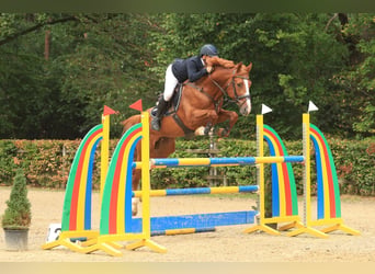 Weitere Warmblüter, Hengst, 5 Jahre, 168 cm, Fuchs