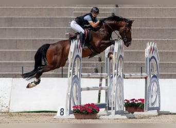 Weitere Warmblüter, Hengst, 5 Jahre, 168 cm, Rotbrauner