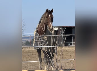 Weitere Warmblüter, Hengst, 6 Jahre, 183 cm