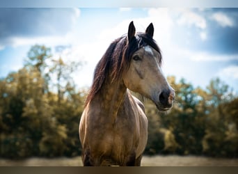 Weitere Warmblüter Mix, Hengst, 7 Jahre, 164 cm, Buckskin