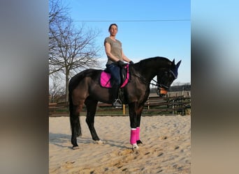 Weitere Warmblüter, Hengst, 7 Jahre, 169 cm, Brauner