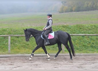 Weitere Warmblüter, Hengst, 7 Jahre