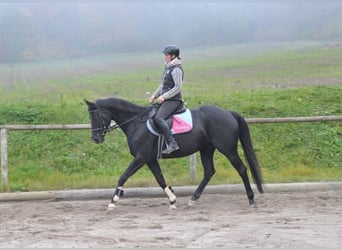 Weitere Warmblüter, Hengst, 7 Jahre