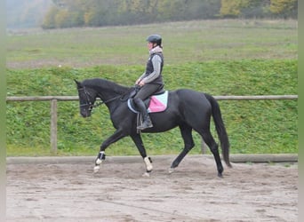 Weitere Warmblüter, Hengst, 7 Jahre