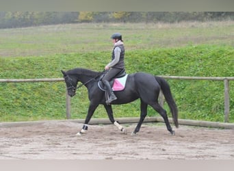 Weitere Warmblüter, Hengst, 7 Jahre