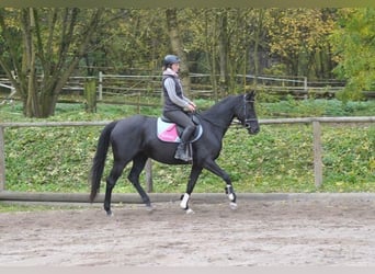 Weitere Warmblüter, Hengst, 7 Jahre