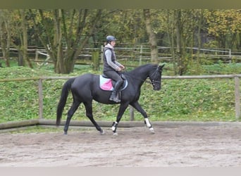 Weitere Warmblüter, Hengst, 7 Jahre